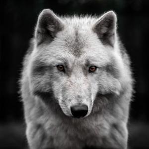 Неуловимый Волк